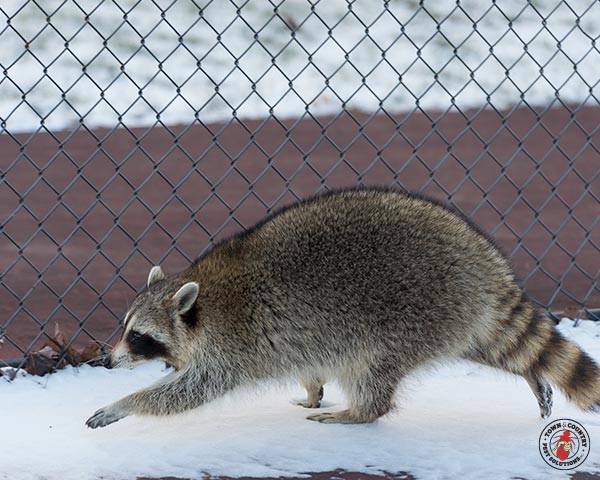 Raccoon_Gallery_01