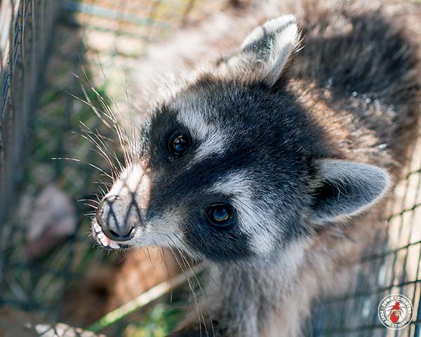 Raccoon_Gallery_08