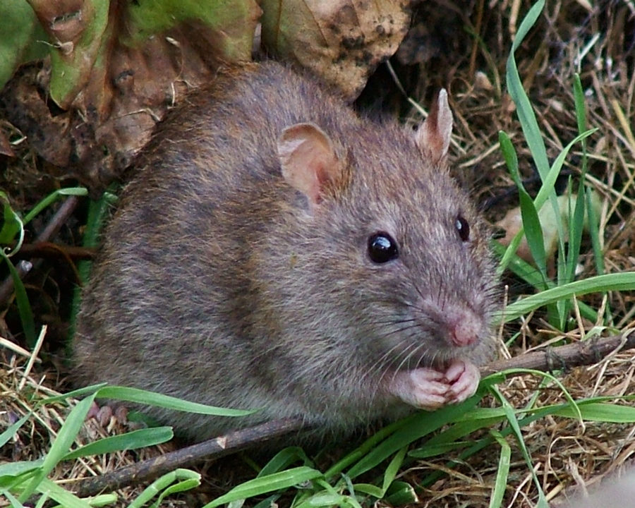 Rats_Gallery_01-900x720