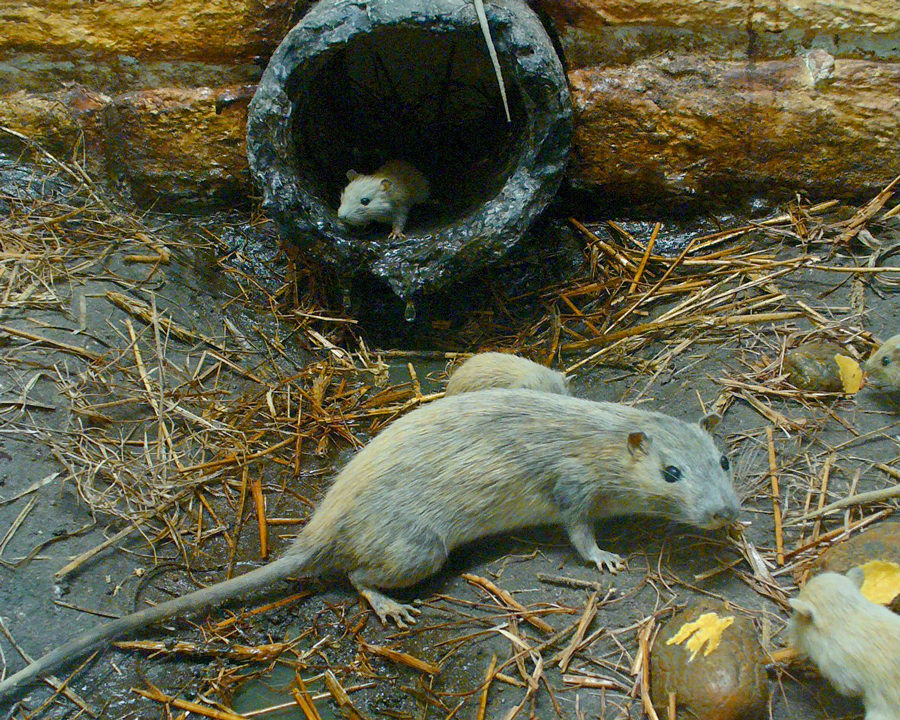 Rats_Gallery_03-900x720