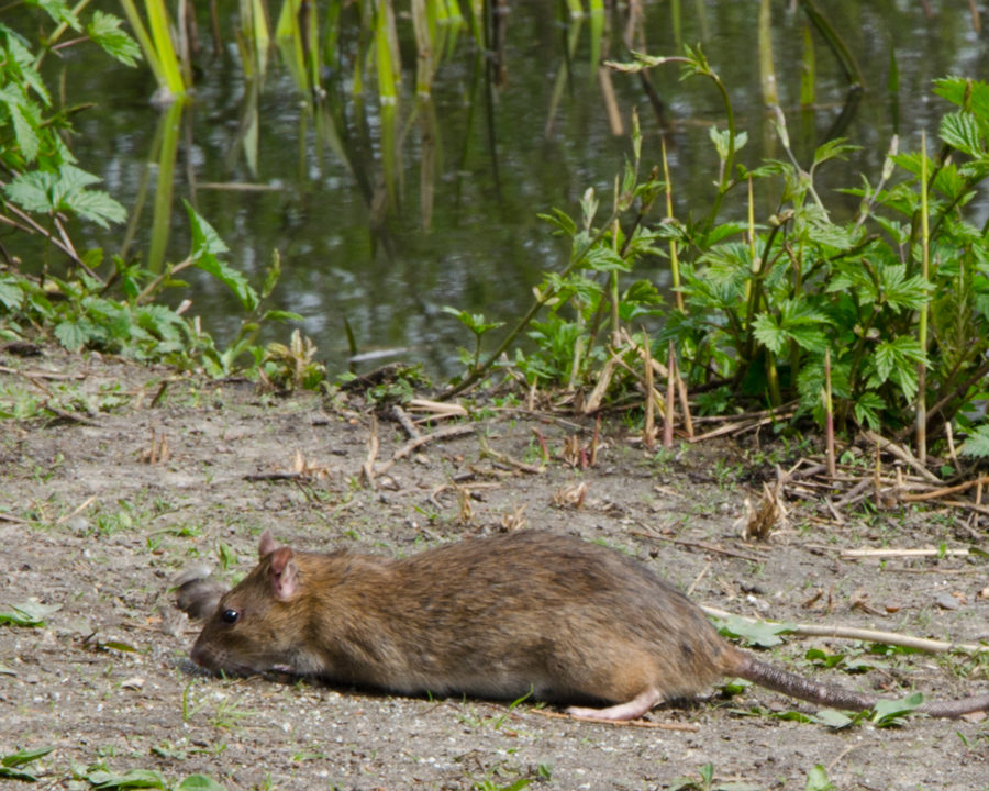 Rats_Gallery_04-900x720