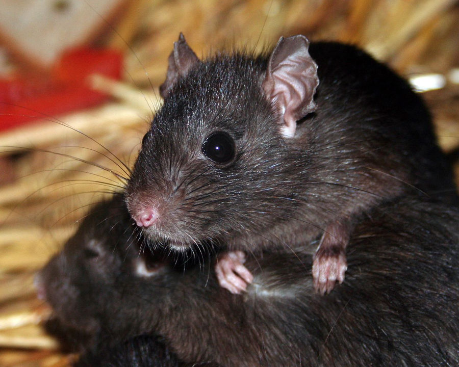 Rats_Gallery_05-900x720