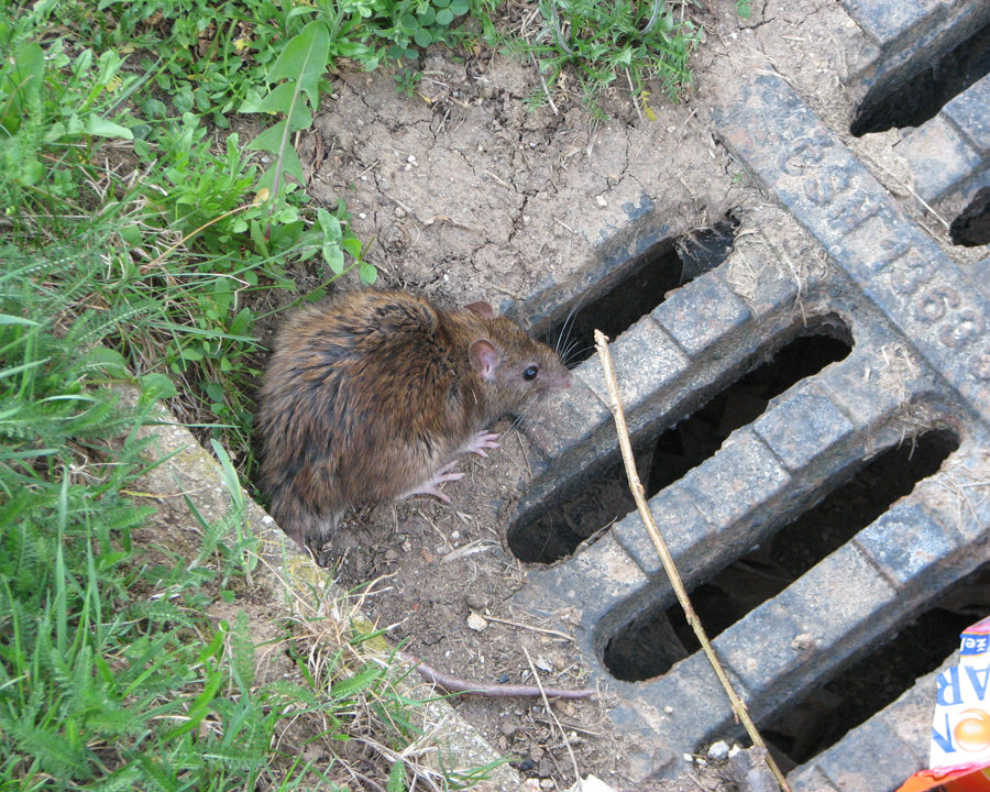 Rats_Gallery_06-900x720