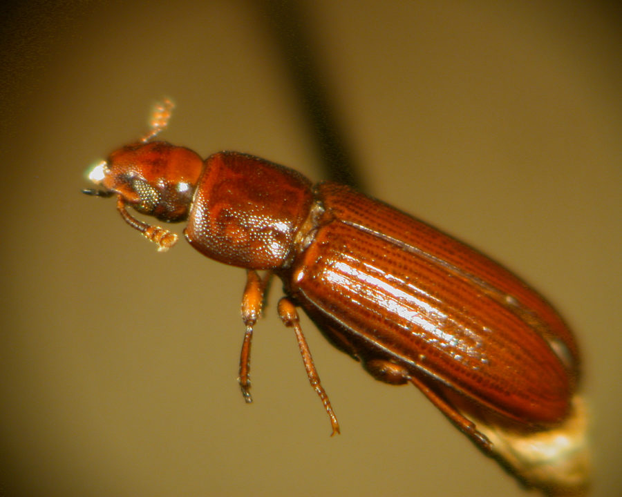 Red-Flour-Beetle_Gallery_01-900x720