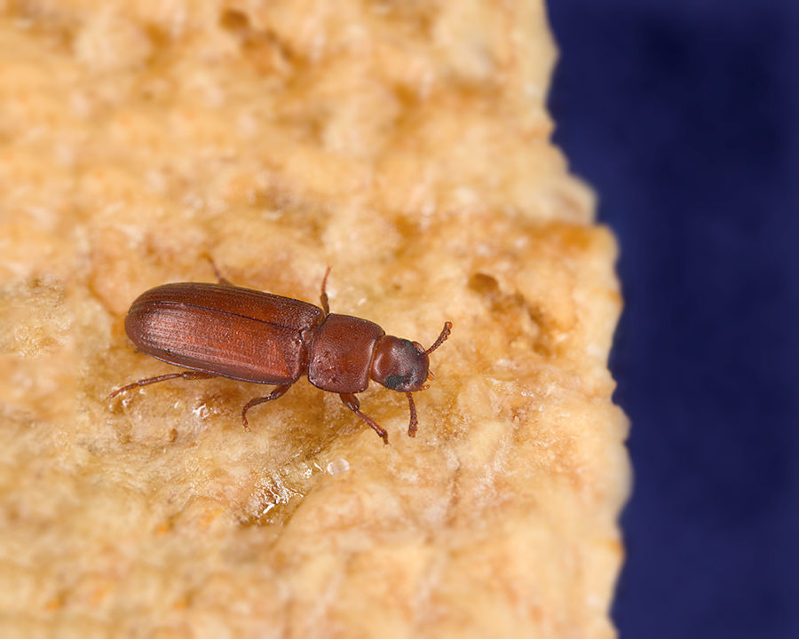 Red-Flour-Beetle_Gallery_02-900x720