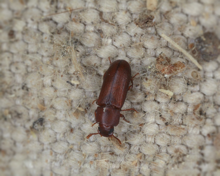 Red-Flour-Beetle_Gallery_03