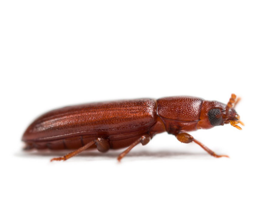 Red-Flour-Beetle_Gallery_04-900x720
