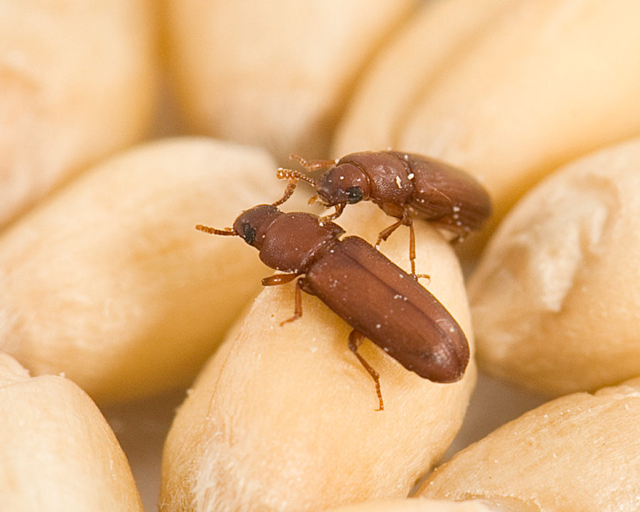 Red-Flour-Beetle_Gallery_05-900x720