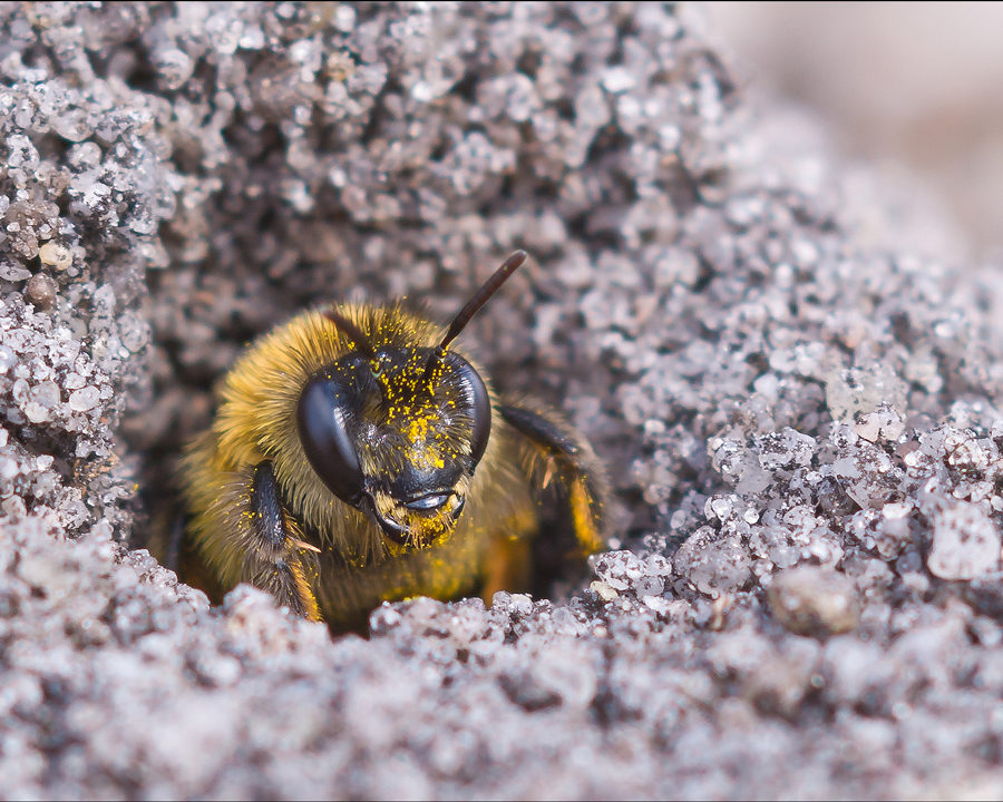 Sand-Bee_Gallery_01-900x720