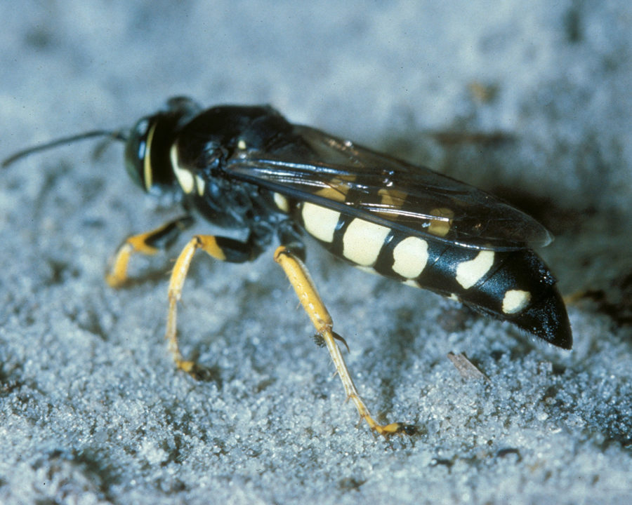 Sand-Bee_Gallery_02-900x720