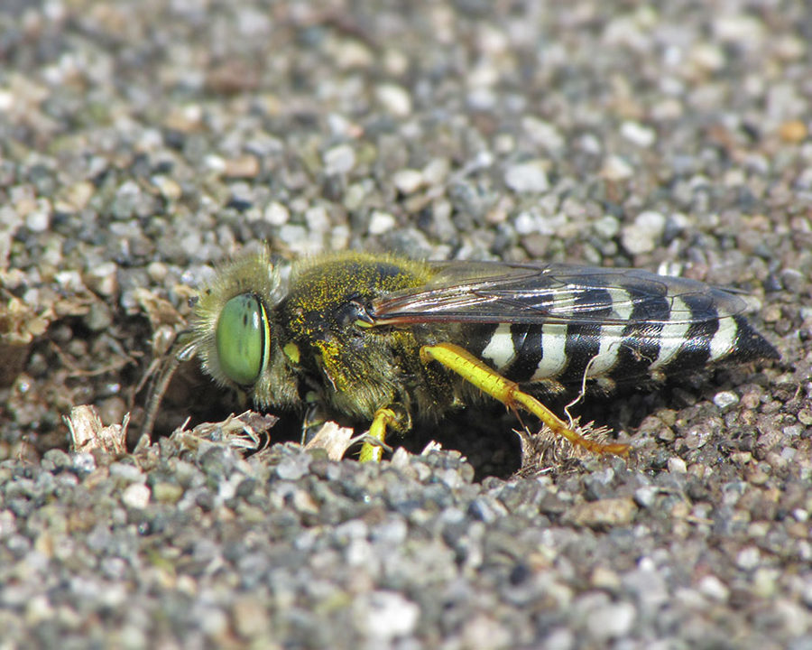 Sand-Bee_Gallery_03-900x720
