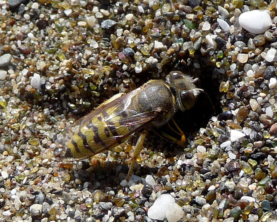 Sand-Bee_Gallery_04-900x720