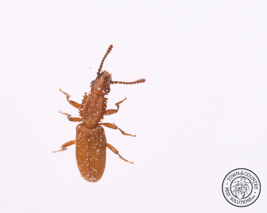 SawtoothGrain_Gallery_01-900x720