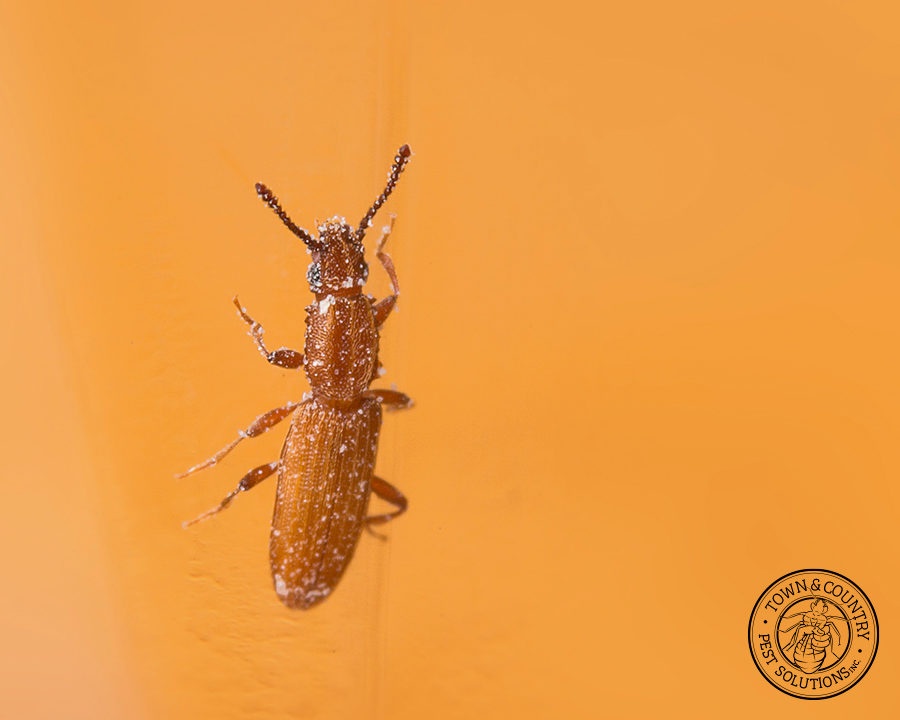 SawtoothGrain_Gallery_02-900x720