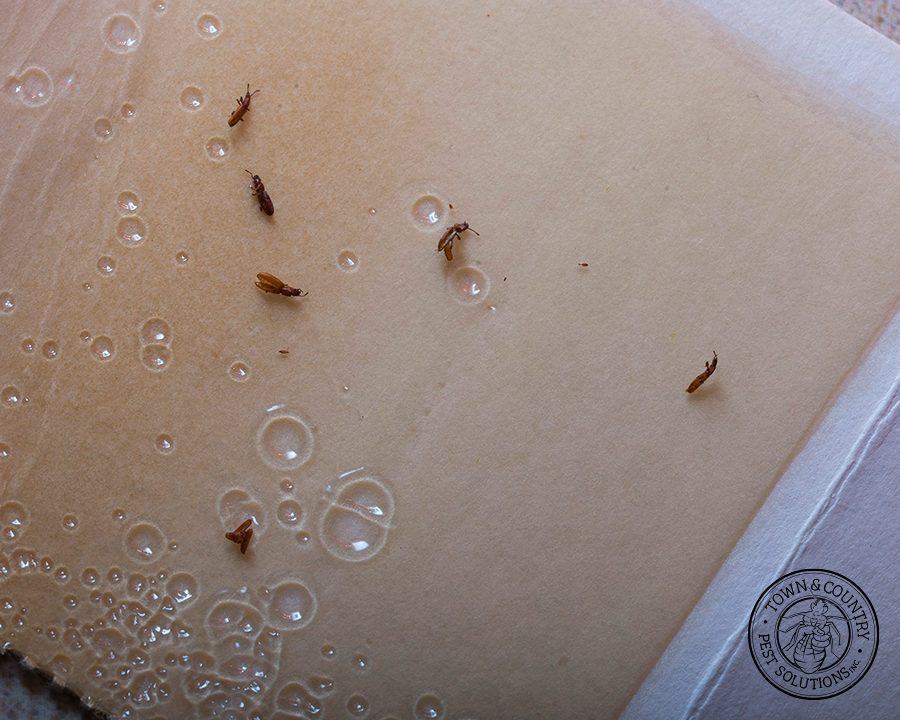 SawtoothGrain_Gallery_03-900x720