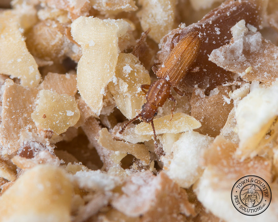 SawtoothGrain_Gallery_04-900x720