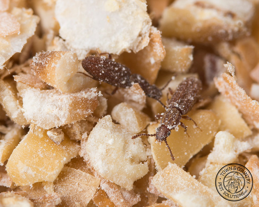 SawtoothGrain_Gallery_07-900x720