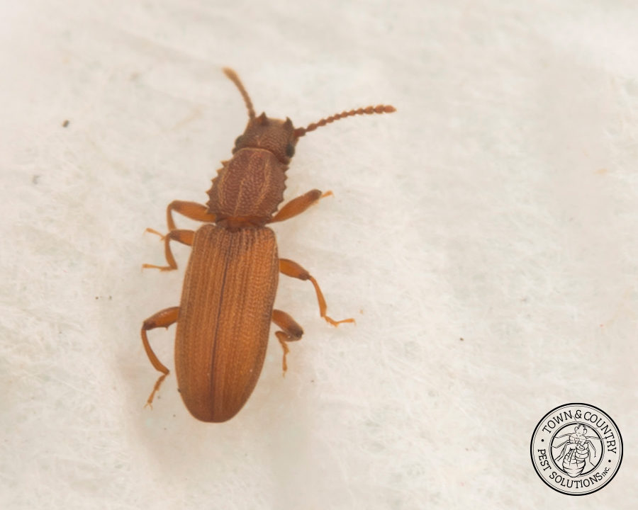 SawtoothGrain_Gallery_08-900x720