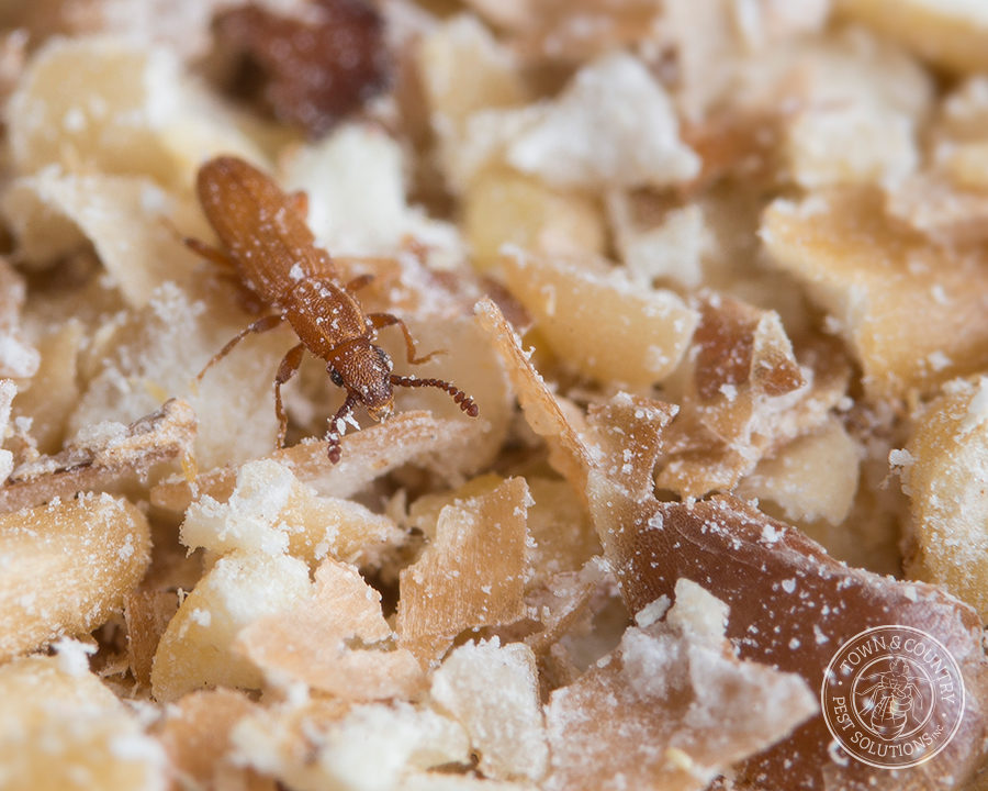 SawtoothGrain_Gallery_09-900x720