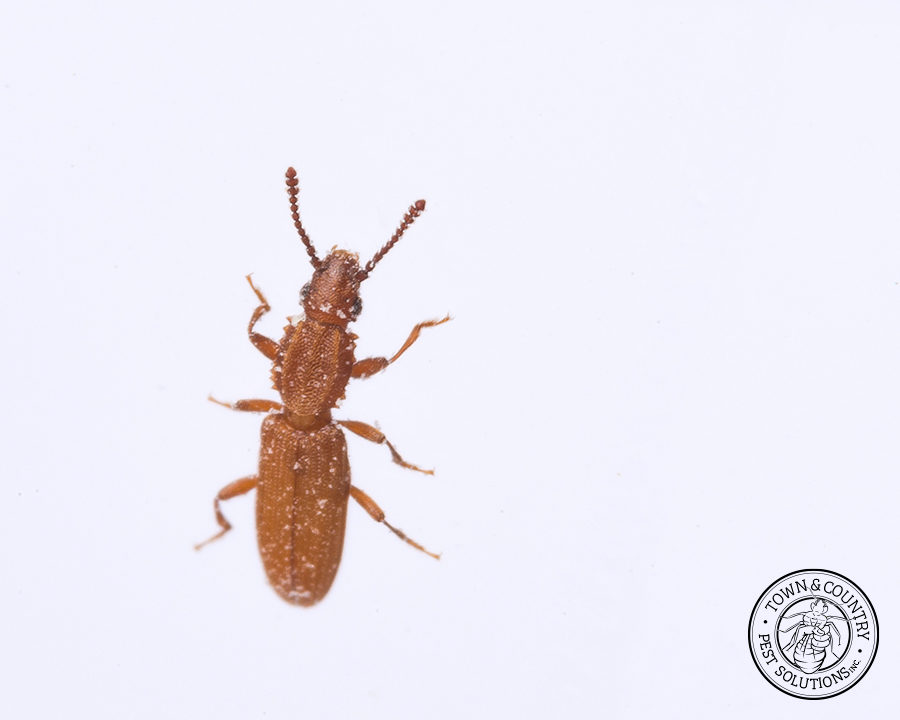 SawtoothGrain_Gallery_11-900x720