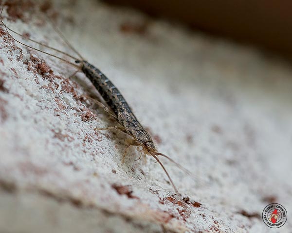 Silverfish_Gallery_01