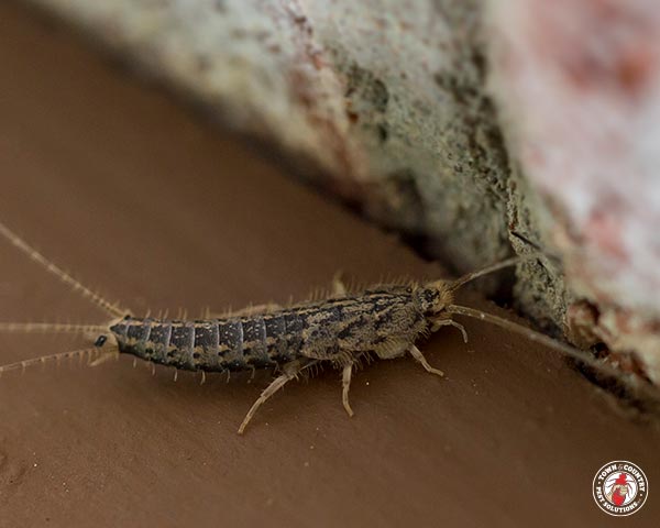 Silverfish_Gallery_02