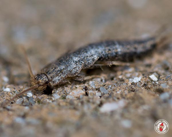 Silverfish_Gallery_03