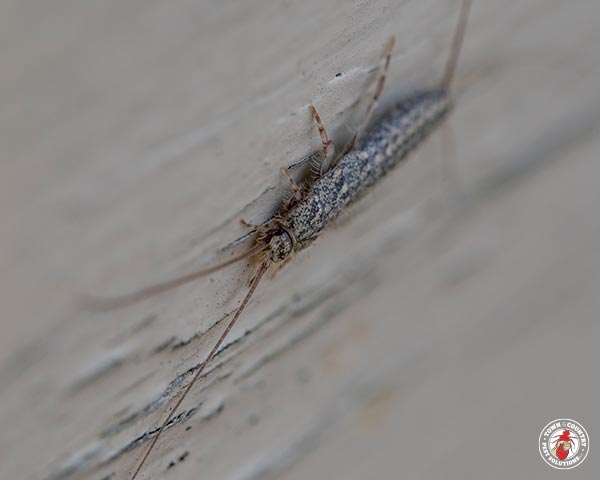 Silverfish_Gallery_04