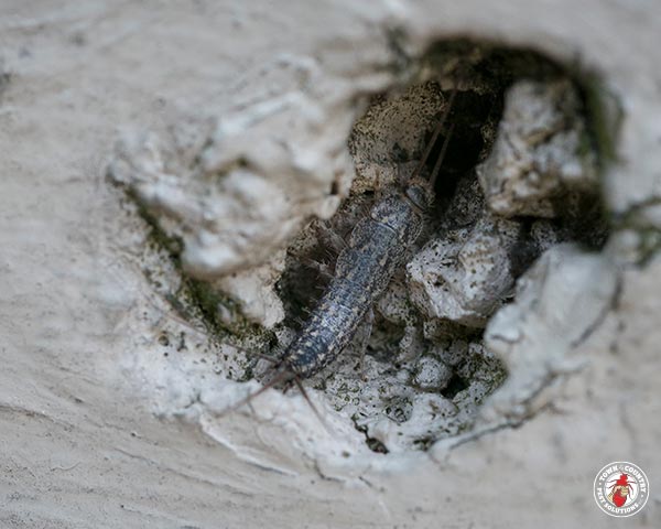 Silverfish_Gallery_05