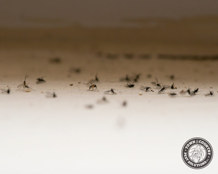 Soil-Flies_Gallery_01-900x720