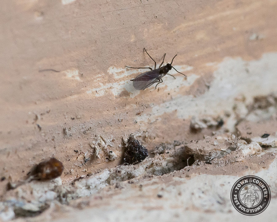 Soil-Flies_Gallery_02-900x720