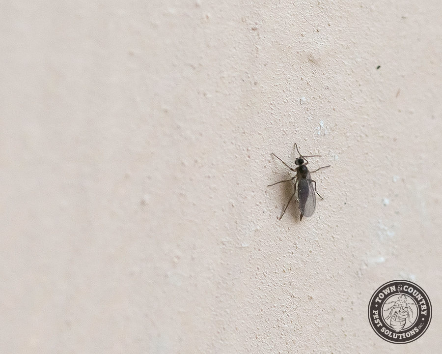 Soil-Flies_Gallery_03-900x720