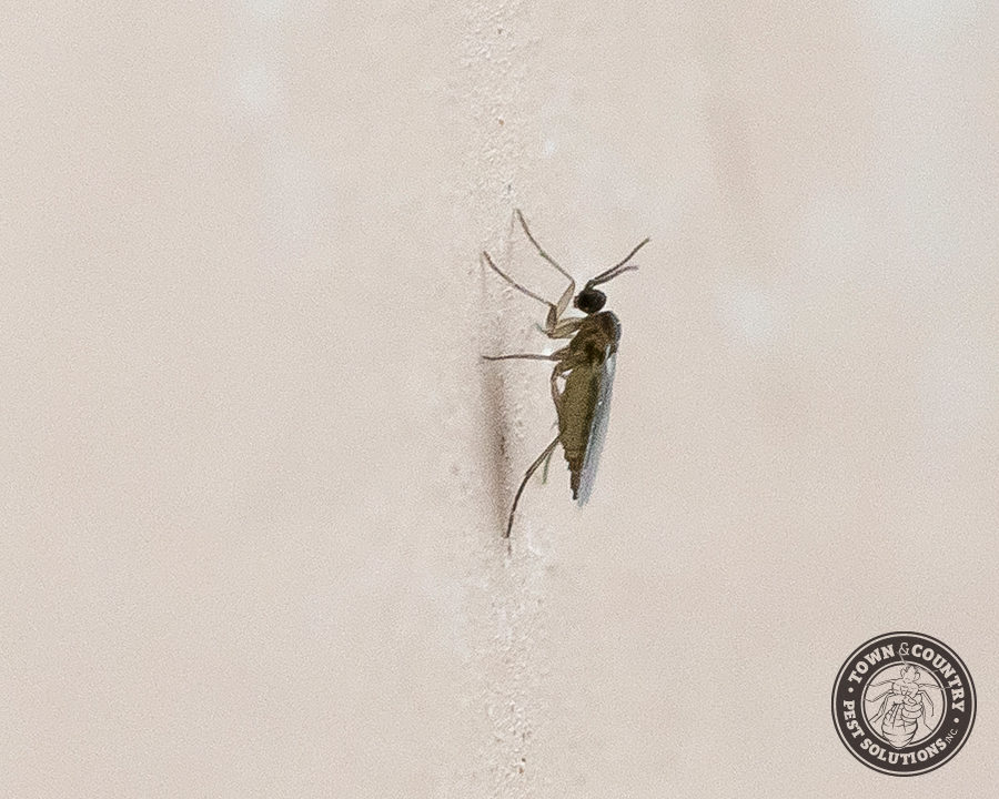 Soil-Flies_Gallery_05-900x720