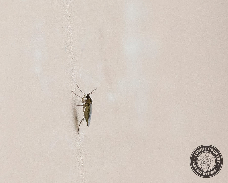 Soil-Flies_Gallery_06-900x720