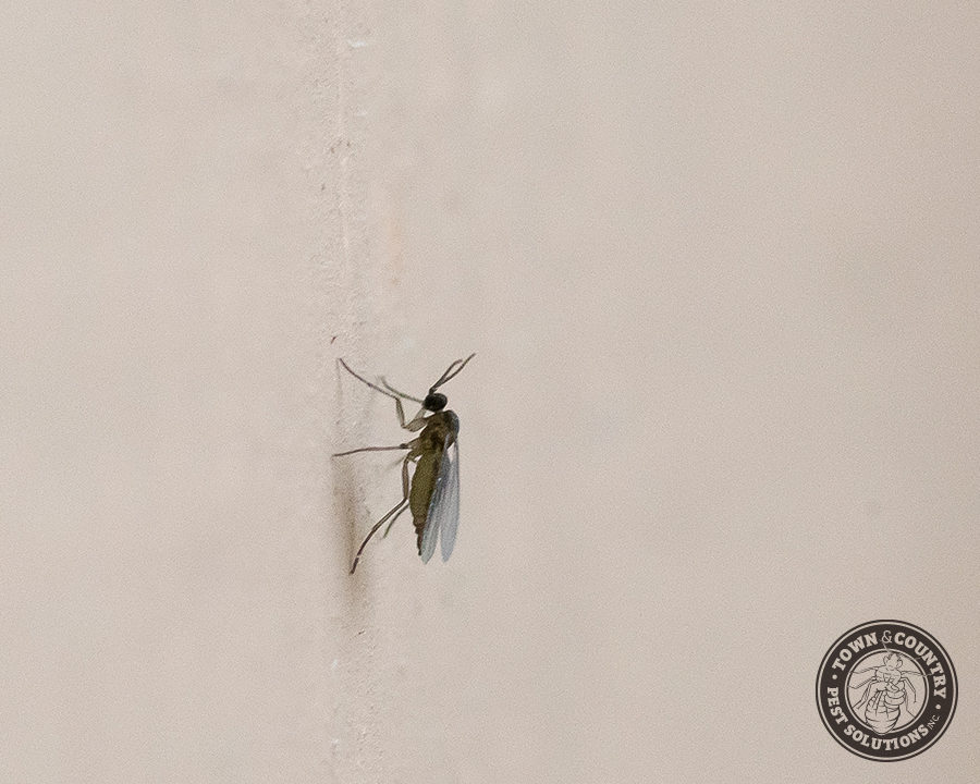 Soil-Flies_Gallery_07-900x720