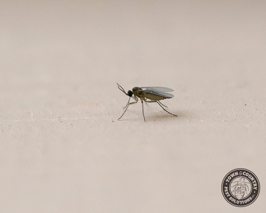 Soil-Flies_Gallery_08-900x720