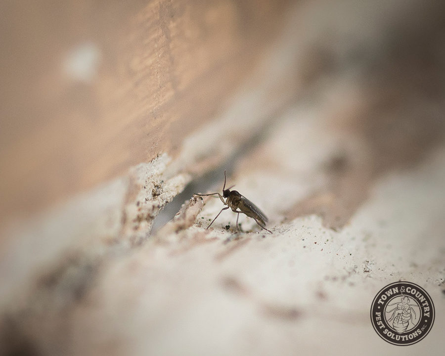 Soil-Flies_Gallery_09-900x720