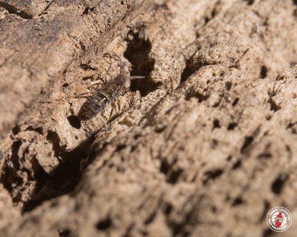 Springtail_Gallery_01