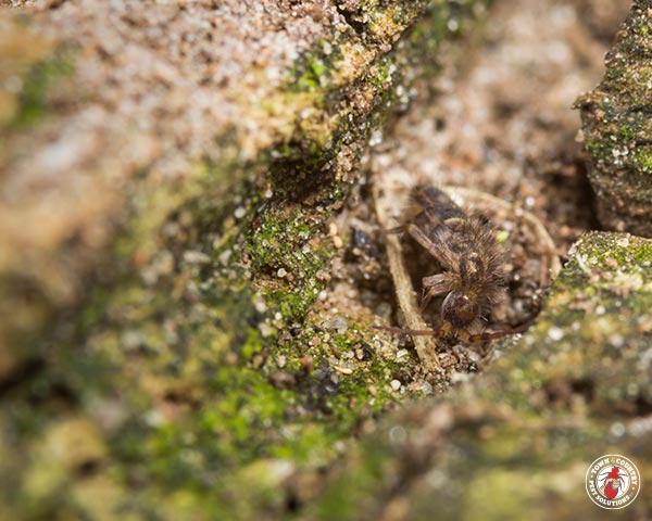 Springtail_Gallery_02