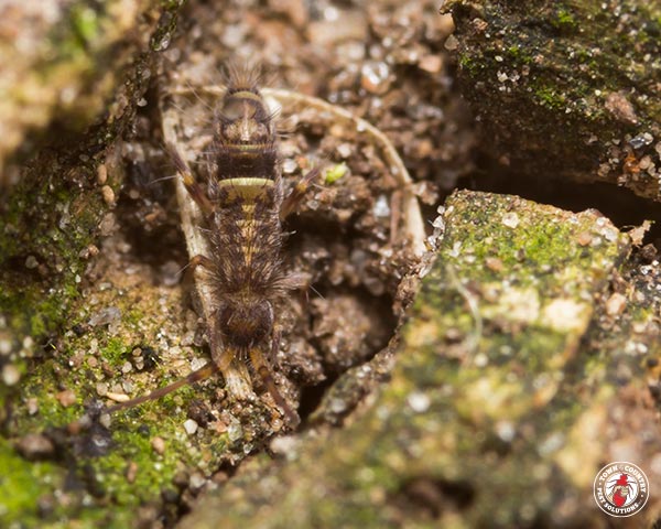 Springtail_Gallery_03