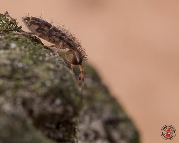 Springtail_Gallery_04