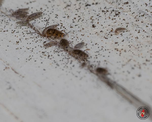 Springtail_Gallery_05