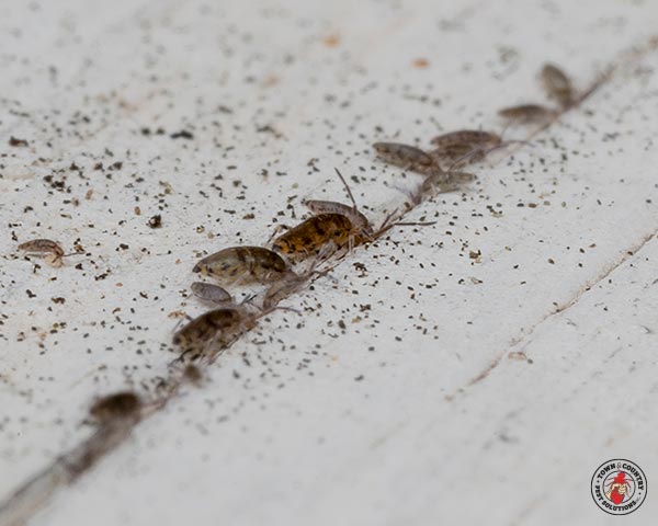 Springtail_Gallery_06