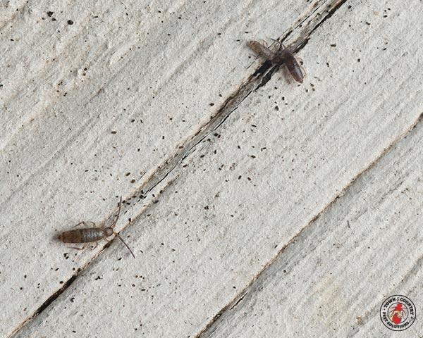 Springtail_Gallery_07