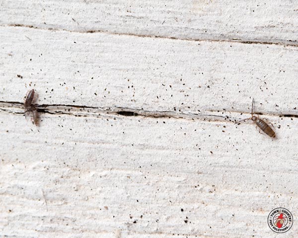 Springtail_Gallery_09