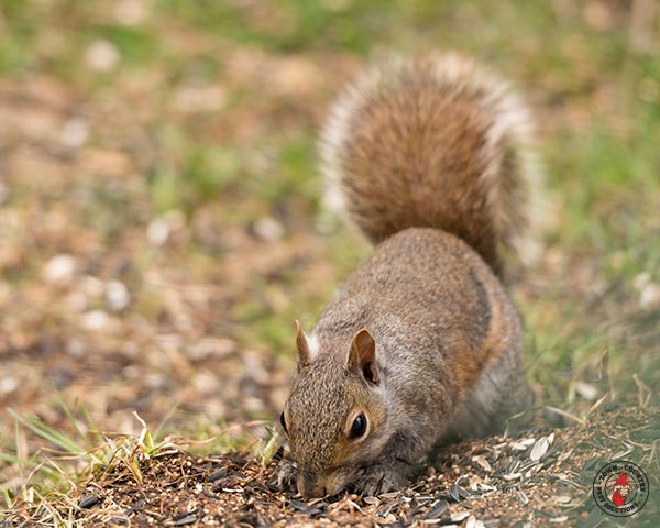 Squirrel_Gallery_04
