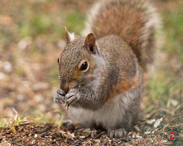 Squirrel_Gallery_05