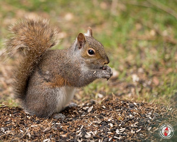 Squirrel_Gallery_06