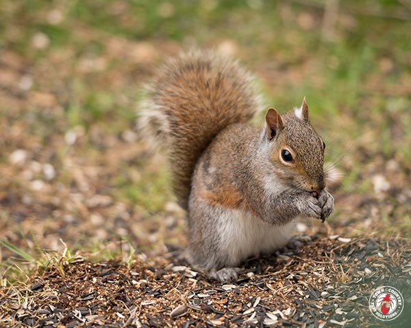 Squirrel_Gallery_09