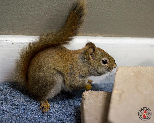 Squirrel_Gallery_10